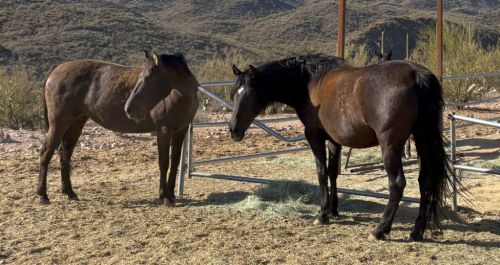 HorseID: 2307909 ANDALUSIAN HERD REDUCTION SALE_MOVING $6500-$17500 - PhotoID: 1091949