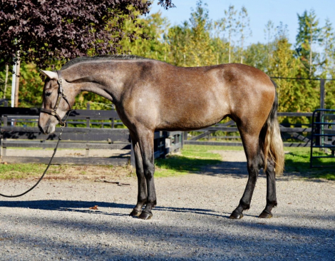 HorseID: 2307911 Luna - PhotoID: 1091950