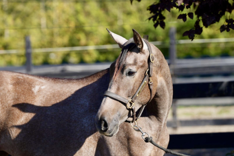 HorseID: 2307911 Luna - PhotoID: 1091951