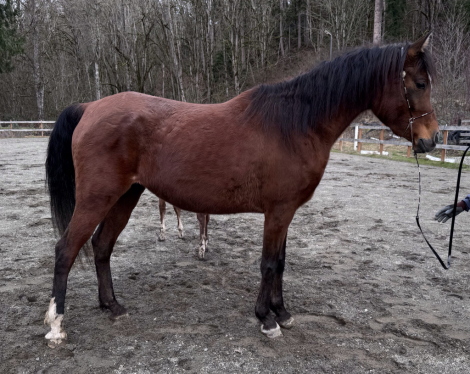 HorseID: 2307919 Kassis Legacy - PhotoID: 1091955