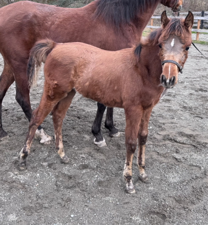 HorseID: 2307920 Sweett Legacy - PhotoID: 1091956