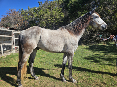 HorseID: 2307929 Great Expectations - PhotoID: 1091962