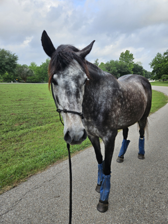 HorseID: 2307929 Great Expectations - PhotoID: 1091963