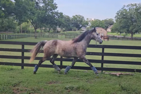 HorseID: 2307929 Great Expectations - PhotoID: 1091964