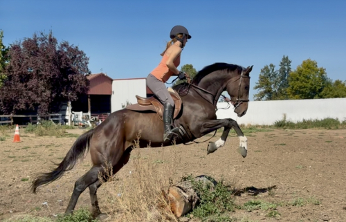 HorseID: 2307937 Explorer Giovanni - PhotoID: 1091971