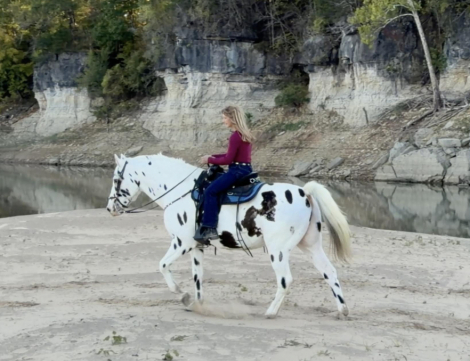 HorseID: 2307938 Dream Catcher - PhotoID: 1092175