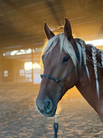 HorseID: 2307940 Jupiter - The Golden Boy - PhotoID: 1092026