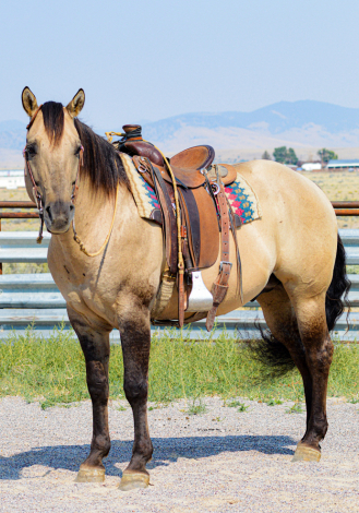 HorseID: 2307945 SIXCESSFULLY DUN IT - PhotoID: 1091974