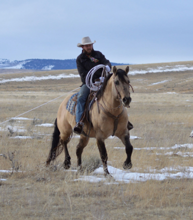 HorseID: 2307945 SIXCESSFULLY DUN IT - PhotoID: 1091976