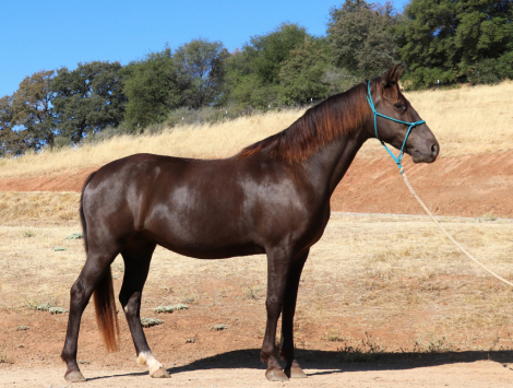 HorseID: 2307949 Shesa Urban Legend - PhotoID: 1091981