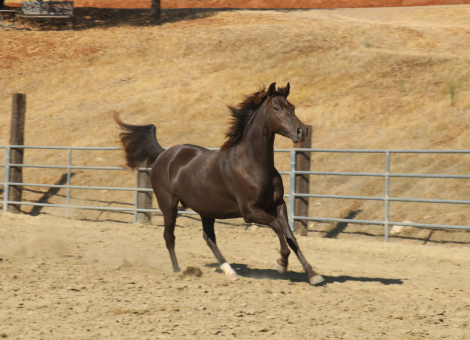 HorseID: 2307949 Shesa Urban Legend - PhotoID: 1091982