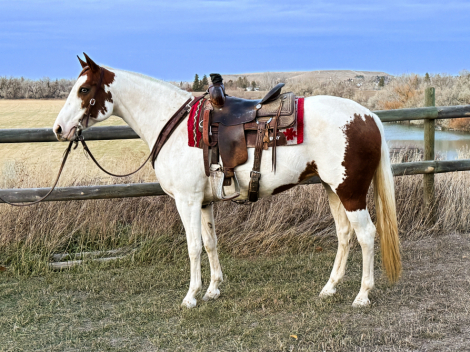 HorseID: 2307954 Spitfire be me - PhotoID: 1091983