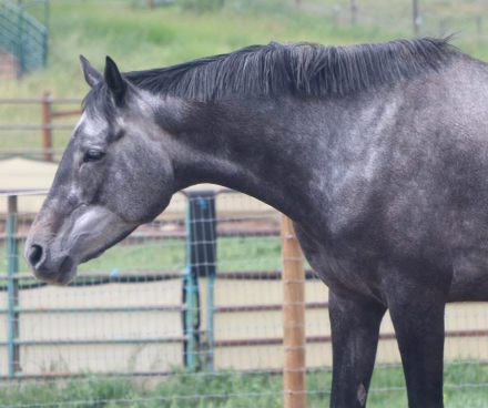 HorseID: 2307959 Elevated Blue Sky - PhotoID: 1091985