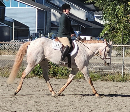 HorseID: 2307960 Big Time Last Hooray (Brady) - PhotoID: 1091987