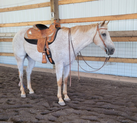 HorseID: 2307960 Big Time Last Hooray (Brady) - PhotoID: 1091990