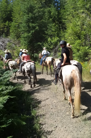 HorseID: 2307960 Big Time Last Hooray (Brady) - PhotoID: 1091992