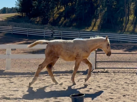 HorseID: 2307963 A Midnight Dream - PhotoID: 1091995