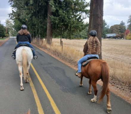 HorseID: 2307964 Topaz - PhotoID: 1091996