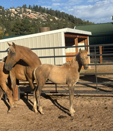 HorseID: 2307965 Moonlit Gold Dust - PhotoID: 1091997