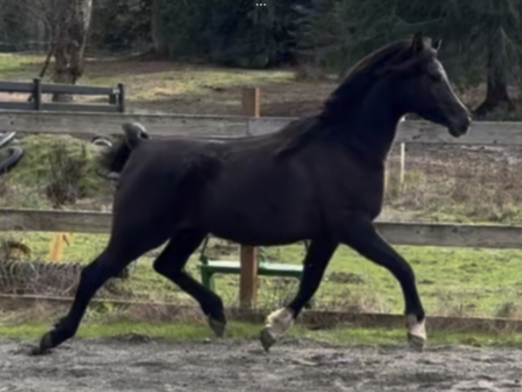 HorseID: 2307967 Azpin Misti - PhotoID: 1091998