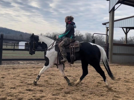 HorseID: 2307970 Docs Whiskey N A Tcup - PhotoID: 1092074