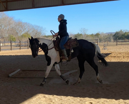 HorseID: 2307970 Docs Whiskey N A Tcup - PhotoID: 1092075