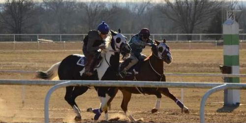 HorseID: 2307970 Docs Whiskey N A Tcup - PhotoID: 1092076