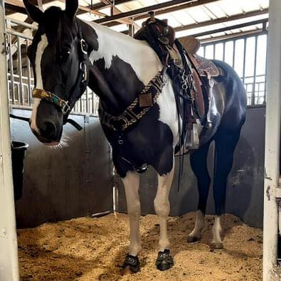 HorseID: 2307970 Docs Whiskey N A Tcup - PhotoID: 1092077