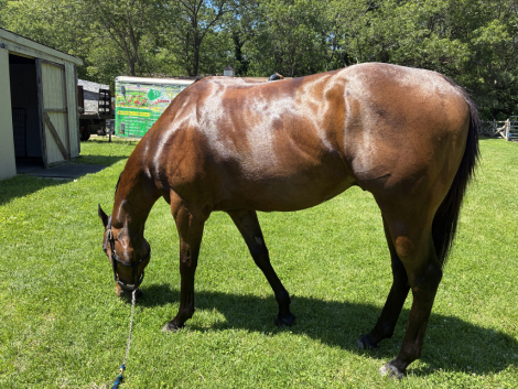 HorseID: 2307971 Boom Boom Thunder - PhotoID: 1092011