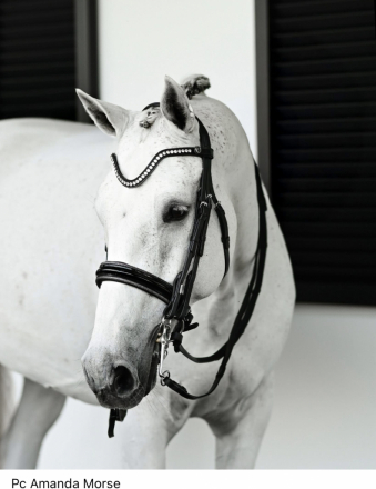 HorseID: 2307977 Ike - PhotoID: 1092081