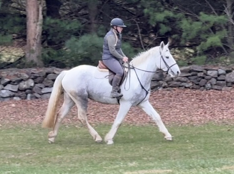 HorseID: 2307978 Cody - PhotoID: 1092021