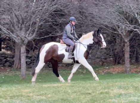 HorseID: 2307979 Cintaku - PhotoID: 1092022