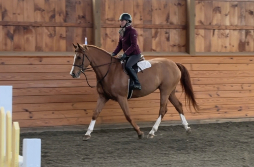 HorseID: 2307980 Madeline - PhotoID: 1092023