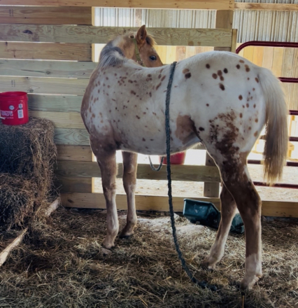 HorseID: 2307982 Plaudits king poco - PhotoID: 1092028