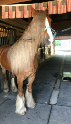 HorseID: 2307983 Samson - PhotoID: 1092031