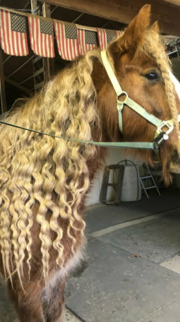 HorseID: 2307983 Samson - PhotoID: 1092032