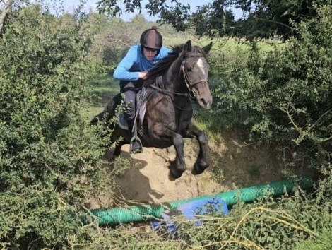 HorseID: 2307985 Bibibop - PhotoID: 1092029