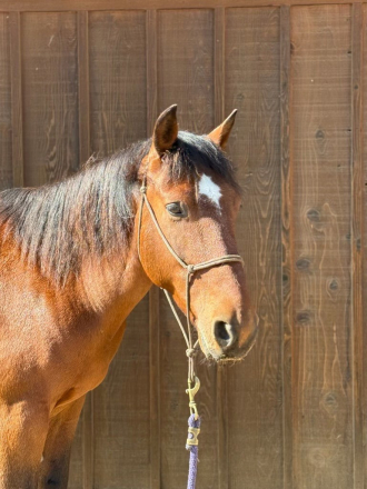 HorseID: 2307986 ✨BOWIE — A Truly Special Mustang ✨ - PhotoID: 1092035
