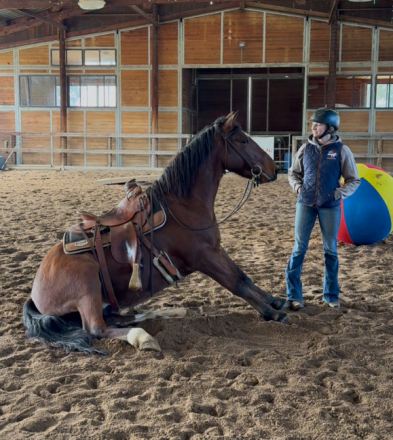 HorseID: 2307986 ✨BOWIE — A Truly Special Mustang ✨ - PhotoID: 1092037