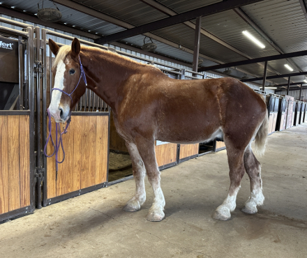 HorseID: 2307987 Clegane - PhotoID: 1092034