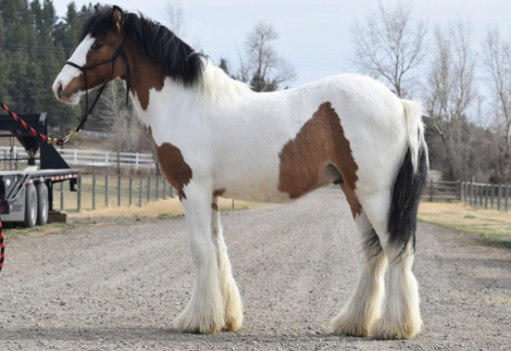 HorseID: 2307993 SSFR Dun Made An Opps - PhotoID: 1092040