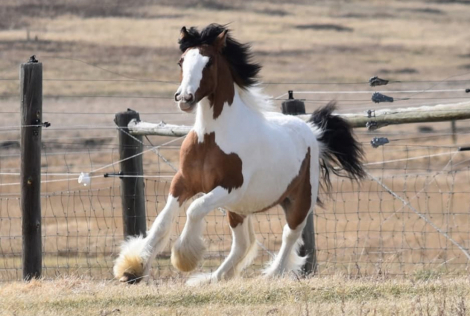 HorseID: 2307993 SSFR Dun Made An Opps - PhotoID: 1092041