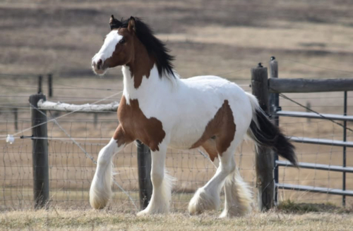 HorseID: 2307993 SSFR Dun Made An Opps - PhotoID: 1092042