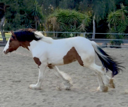 HorseID: 2307993 SSFR Dun Made An Opps - PhotoID: 1092043