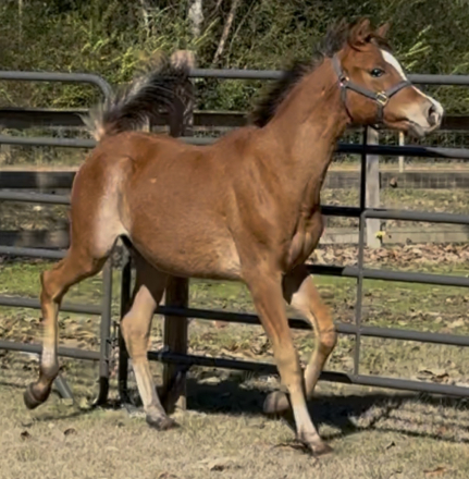 HorseID: 2307995 La Dolce Vita AA - PhotoID: 1092052