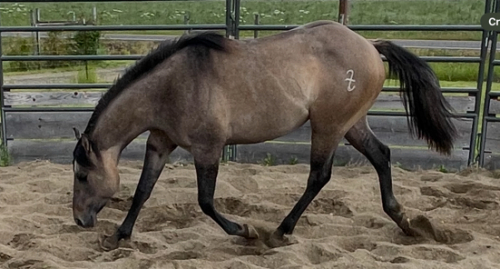 HorseID: 2307996 GA JONESINFORA SHINE - PhotoID: 1092053