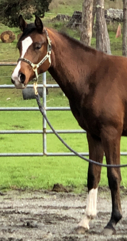 HorseID: 2308000 Bayberry Fahim - PhotoID: 1092054