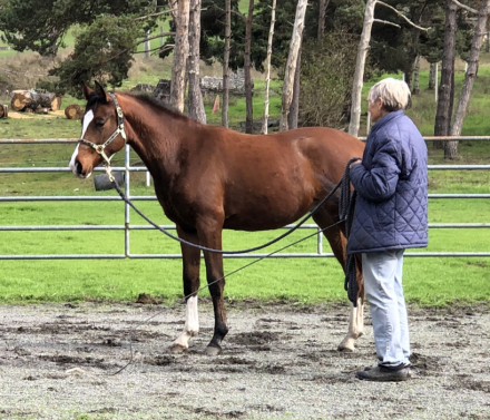 HorseID: 2308000 Bayberry Fahim - PhotoID: 1092055