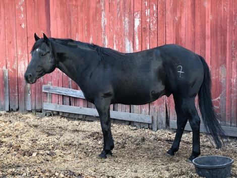 HorseID: 2308001 SZ FiftyShadesofBlack - PhotoID: 1092056