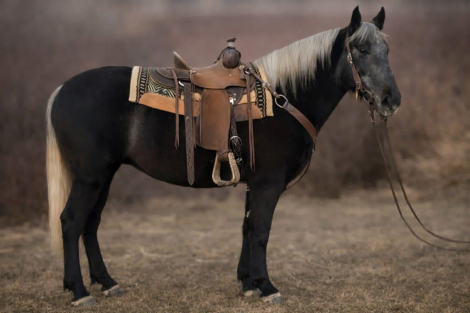 HorseID: 2308003 Jewel - PhotoID: 1092057